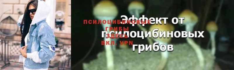 где найти   гидра ССЫЛКА  Псилоцибиновые грибы MAGIC MUSHROOMS  Боготол 